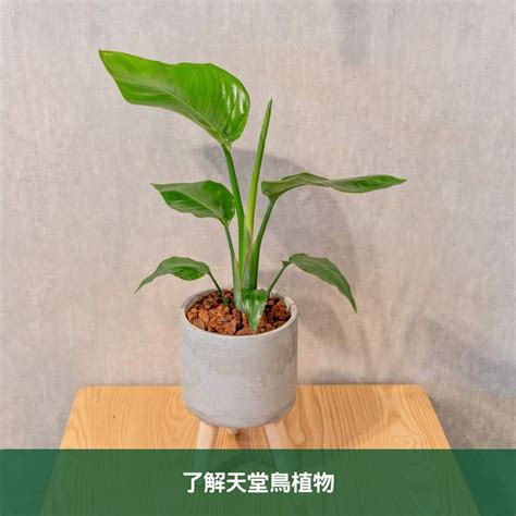 天堂鳥繁殖|天堂鳥植物完全栽培指南 從選擇到養護 